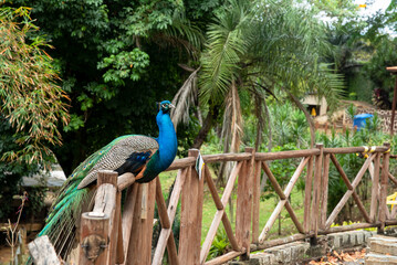 PAVAO AZUL NA CERCA