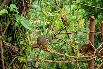 MACACO PEQUENO SOLTO