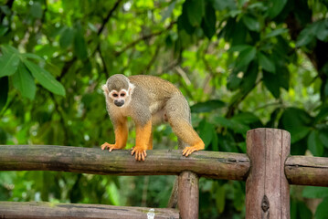 MACACO PEQUENO SOLTO