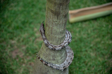 COBRA GIOBOIA NA NATUREZA