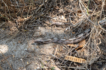 COBRA GIOBOIA NA NATUREZA
