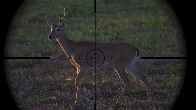 Deer in Gun Rifle Scope. Wildlife Hunting. Poaching Endangered, Vulnerable, and Threatened Animals