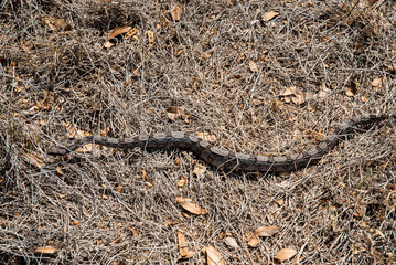 COBRA GIOBOIA NA NATUREZA