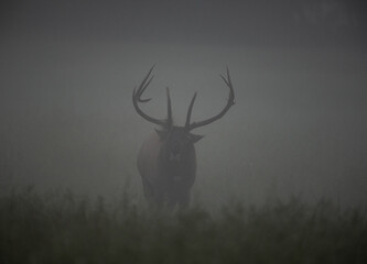 Bull Elk Bugles In The Morning Fog