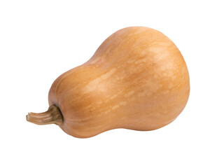 butternut isolated on transparent png - obrazy, fototapety, plakaty