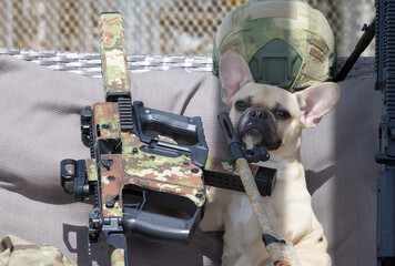 A French Bulldog breed dog sits in the shade among the machine guns, looking attentively into the camera. Sunny day and hard shadows on the bench. - obrazy, fototapety, plakaty
