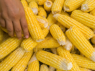 piles of peeled corn ready to be sold in traditional markets