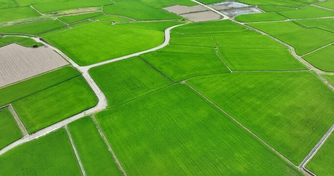 Drone fly over the rice field in Yuli of Hualien in Taiwan