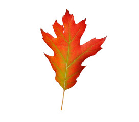 Autumn leaf isolated