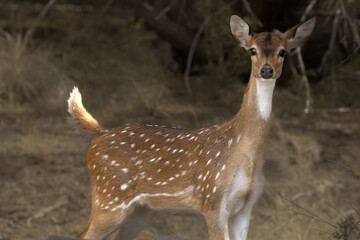 Axis Deer Female Looking at You