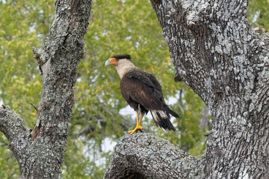 Northern Crested Caracara, or Mexican Eagle, Perched on a Tree