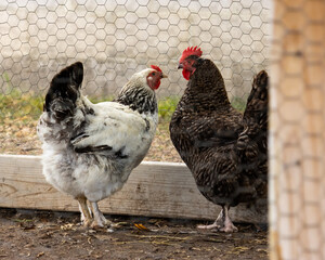 Farm Chickens Chatting In Their Coop © Jessica Lutz