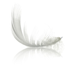 White swan feather with reflection isolated - obrazy, fototapety, plakaty