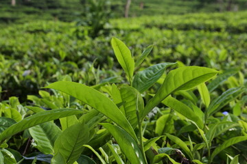 Young green fresh tea leaves on the tea bush close up. tea plantations in Sukabumi, Indonesia. view green tea terrace farm on the hill with mountain landscape.
