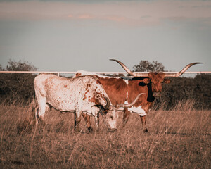 Two Texas Longhorn Looking at the Viewer from Field