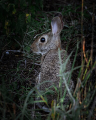 Cottontail Rabbit Sitting in the Brush