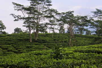 Young green fresh tea leaves on the tea bush close up. tea plantations in Sukabumi, Indonesia. view green tea terrace farm on the hill with mountain landscape.