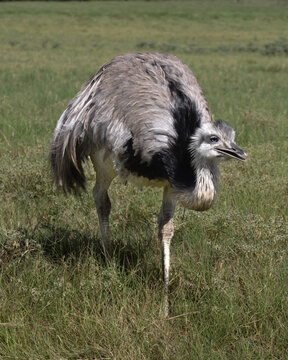 Rhea Bilder Durchsuchen 6,423 Archivfotos, und Videos