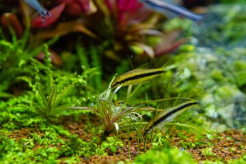 silver flying fox search for food in gravel, aquatic plants in a beautiful freshwater ryoboku detail, Amano style planted aquadesign, bright LED light colors, professional aquarium care, shallow dof