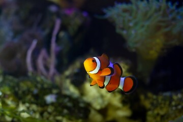 Fototapeta na wymiar juvenile ocellaris clownfish, active animal among soft corals in nano reef marine aquarium, hardy species for experienced aquarist hobby, LED actinic blue low light, color contrast design, night mode