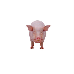 Pig isolated