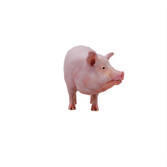 Pig isolated