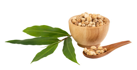 Cardamom and branch green leaves on tranparent background.