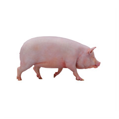 Pig isolated