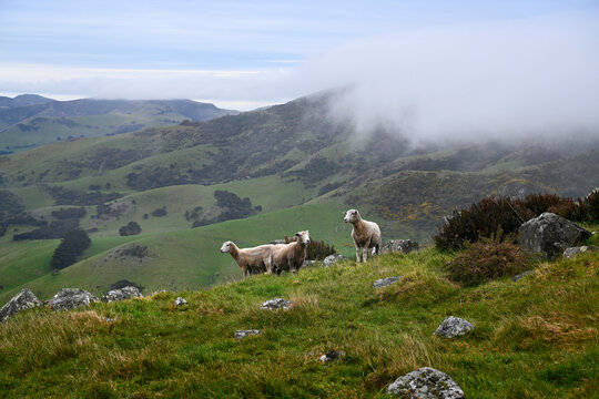 Newly shawn Corriedale sheep on the hilltop above Akaroa, NZ