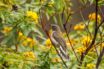 Western Gerygone in Western Australia