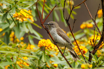 Western Gerygone in Western Australia