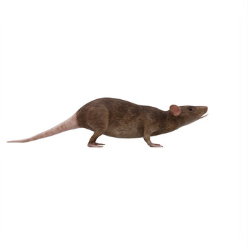 Rat isolated