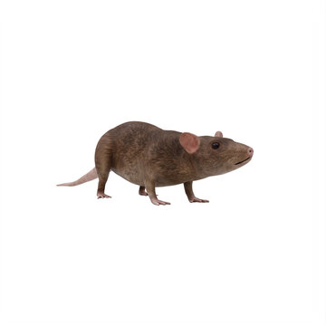 Rat isolated