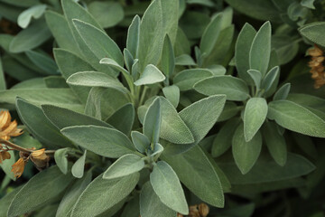 Beautiful sage with green leaves growing outdoors, closeup