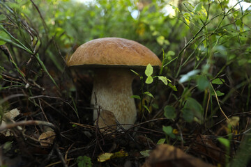 Fresh wild mushroom growing in forest, closeup