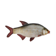 Fototapeta premium Redeye bass fish isolated