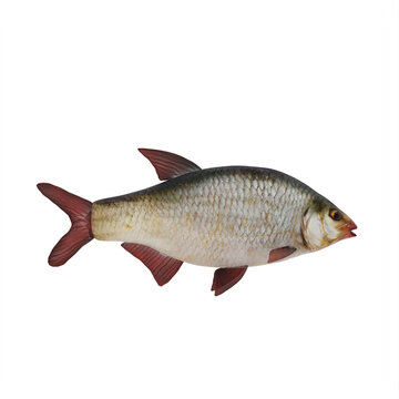 Redeye bass fish isolated