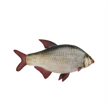 Redeye bass fish isolated