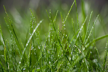 Fresh green grass with dew drops. Dew on green grass. Drops of water on fresh grass.