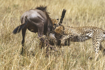 The hunt and the kill