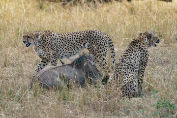 The hunt and the kill
