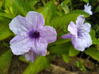 Balikpapan, Indonesia - July 1, 2022 : Purple Kencana Flower (Ruellia tuberosa) grows wild around the yard of the house