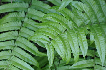 Green fern with a natural background. Indonesian call it pakis and use it as food