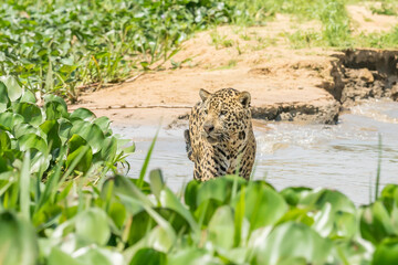 Jaguar hunting along the bank of the Cuiaba river in the Pantanal