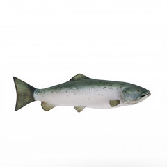 Salmon fish isolated