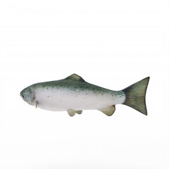 Salmon fish isolated