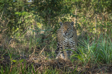 Fototapeta na wymiar Jaguar walking out of the jungle in the Pantanal