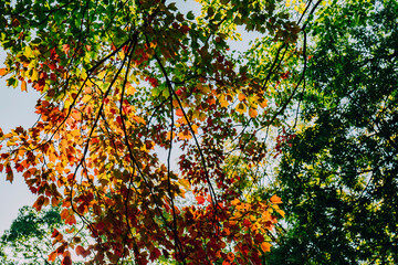 秋の山林　木漏れ日の日が当たる紅葉のモミジの葉・風に揺れるスローモーション・木漏れ日　アウトドア・ハイキング
