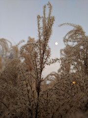Tallgrass during dusk