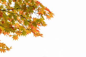 紅葉の背景素材　秋イメージ